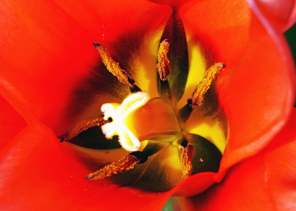 Blossom flora flower