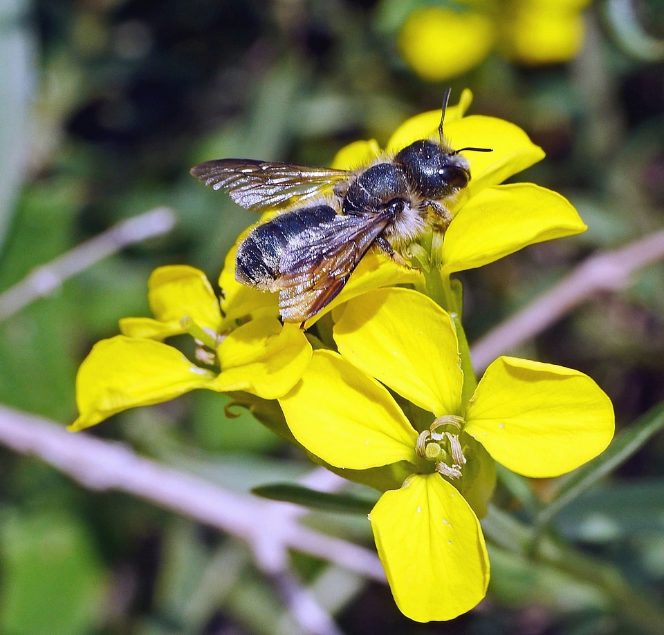 Animal arthropod bee
