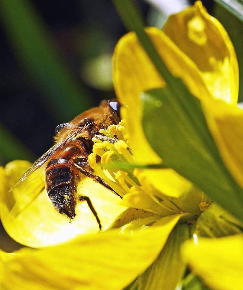 Animal arthropod bee