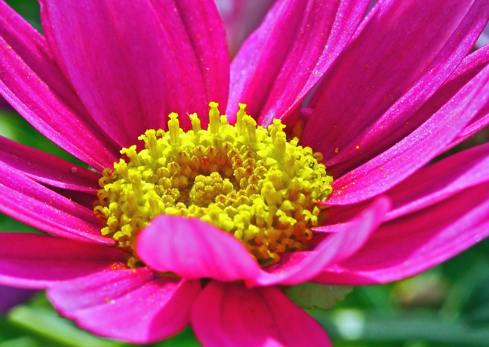 Blossom flora flower