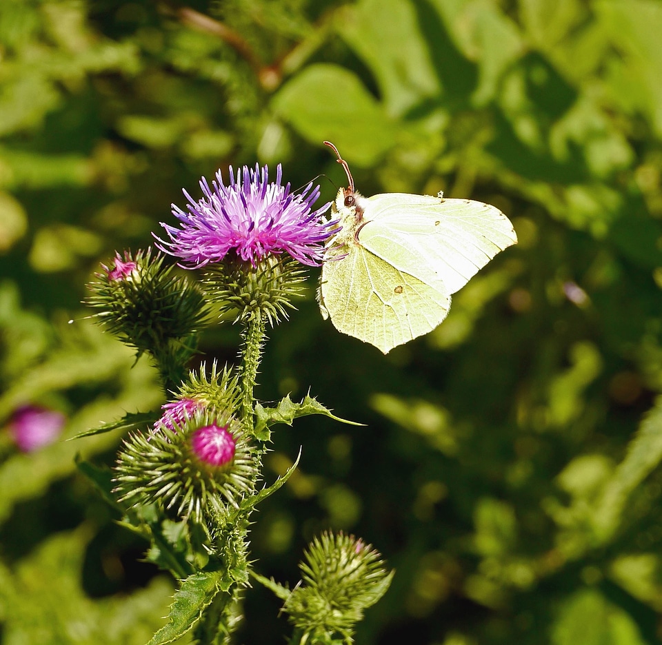 Blossom butterfly flora photo