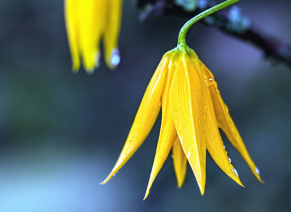 Blossom drop flora