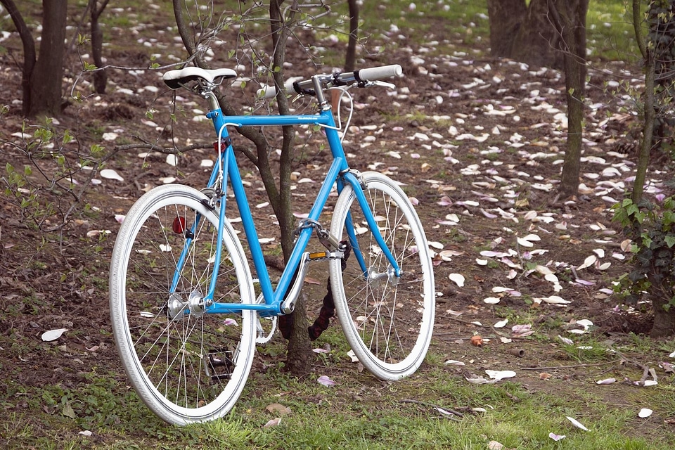 Bicycle forest landscape
