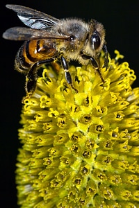 Pollination inflorescence close up photo