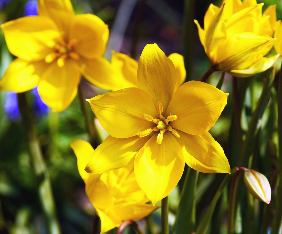 Blossom flora flower