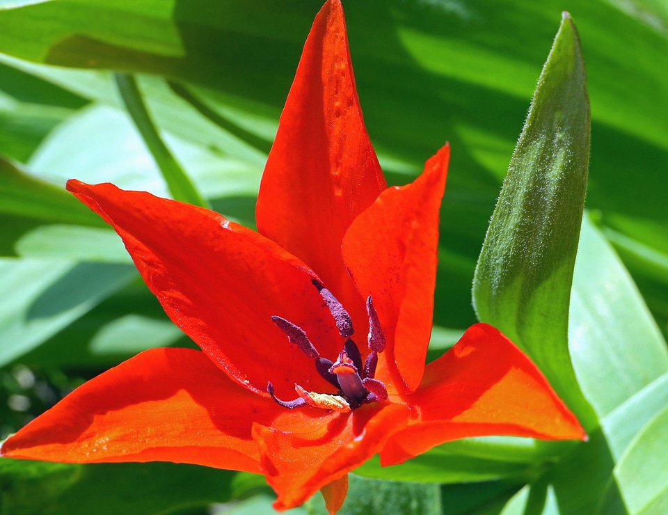Blossom flora flower