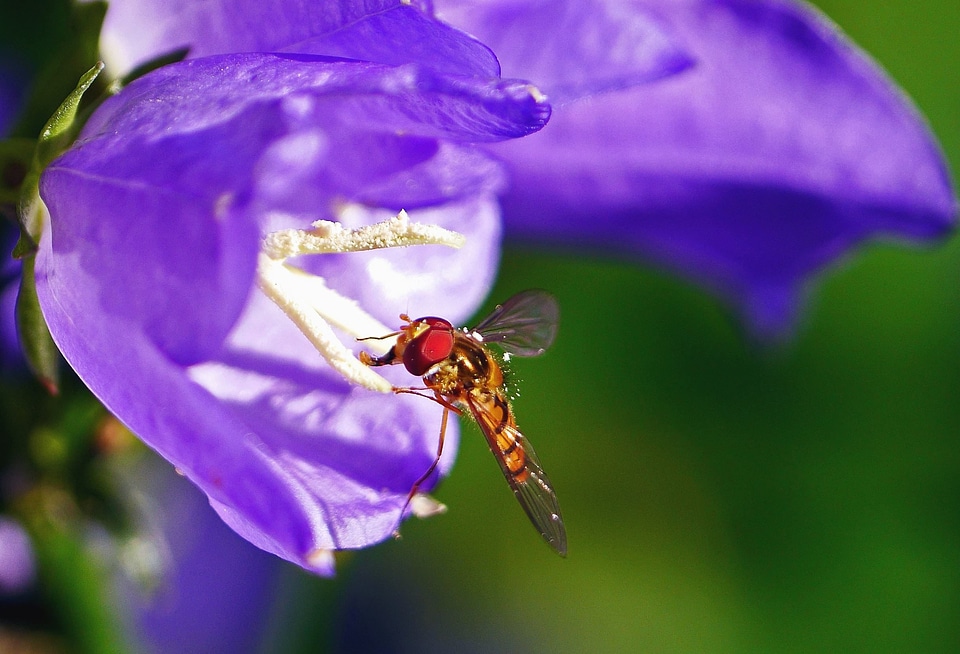 Animal arthropod blossom