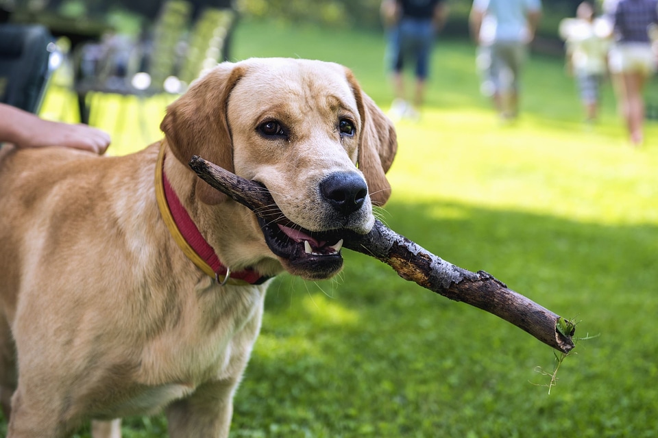 Animal beautiful photo canine