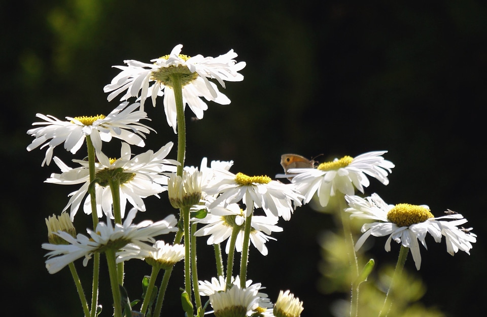 Blossom flora flower