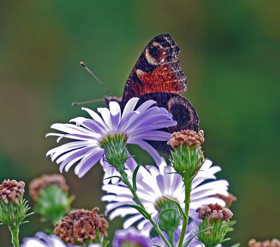 Animal arthropod blossom
