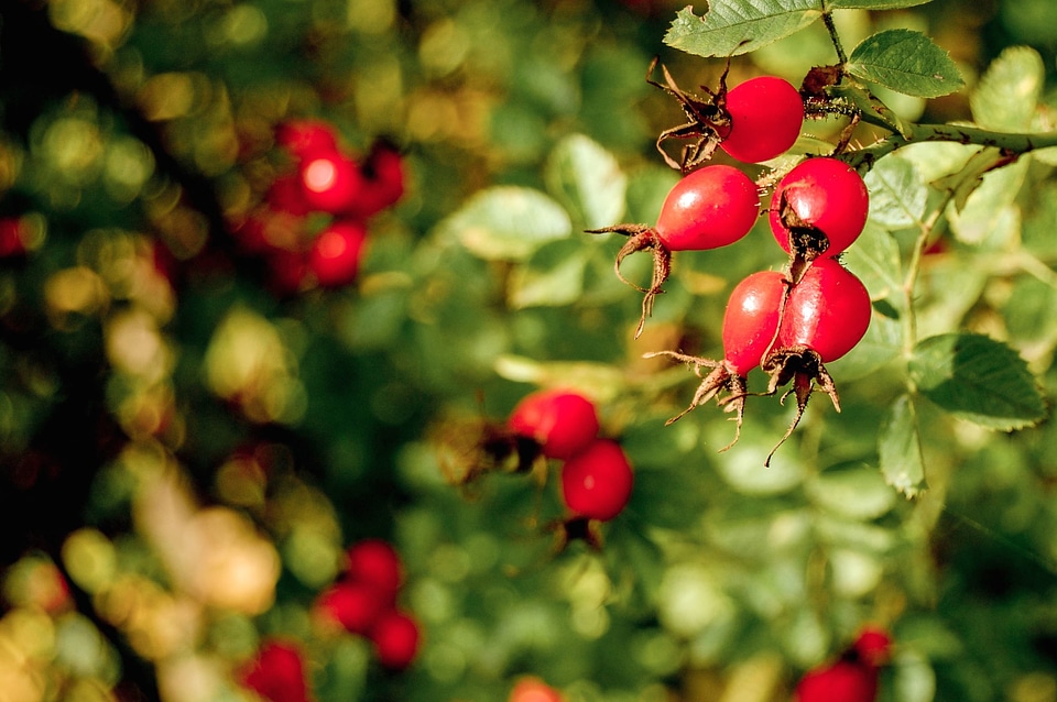 Berries berry branch