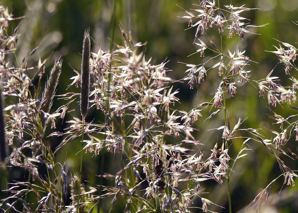 Flora garden grass