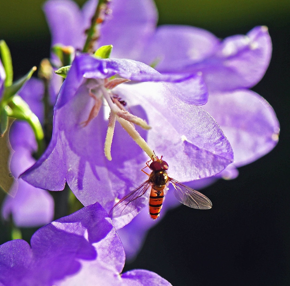 Animal arthropod blossom