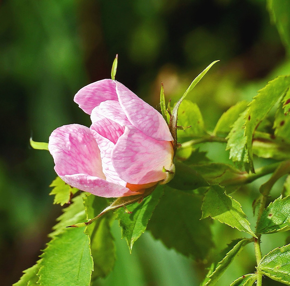 Blossom bud flora