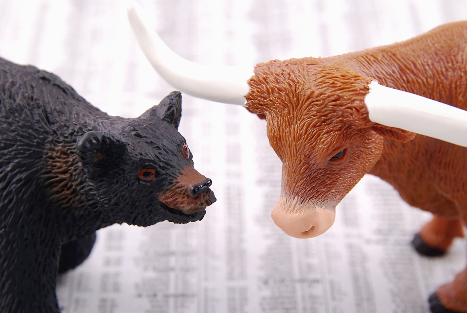 Animal bear cattle