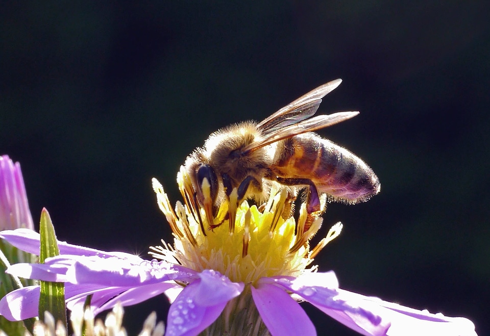 Animal arthropod bee