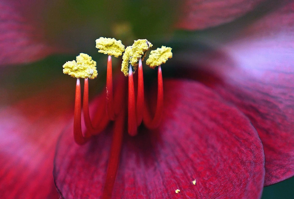 Blossom botany flora photo