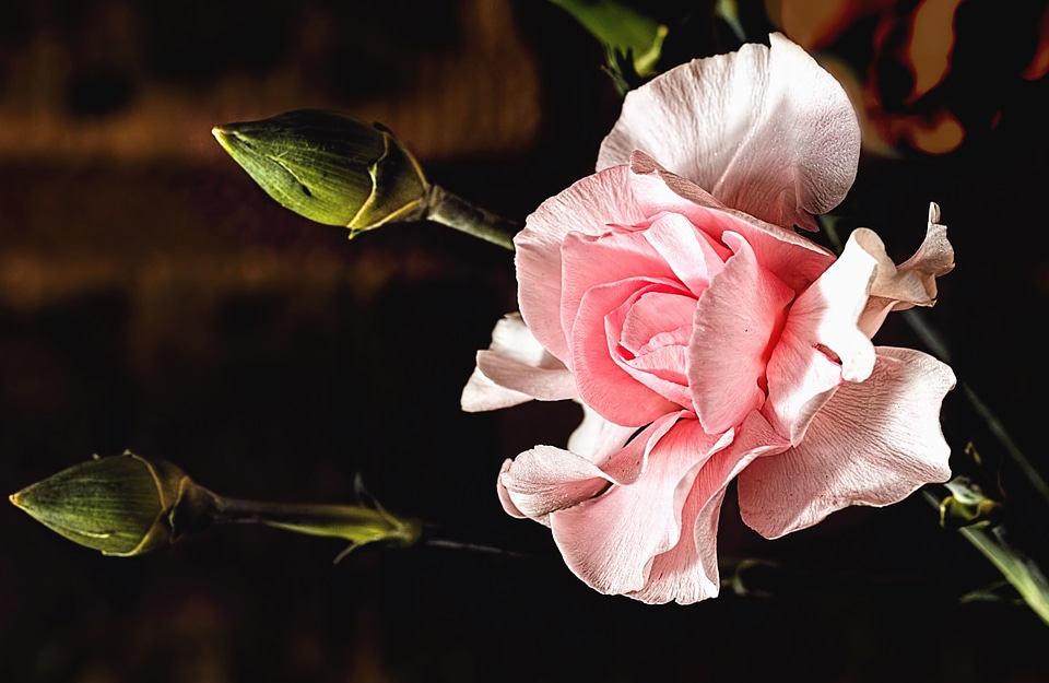 Beautiful Image beautiful photo blossom
