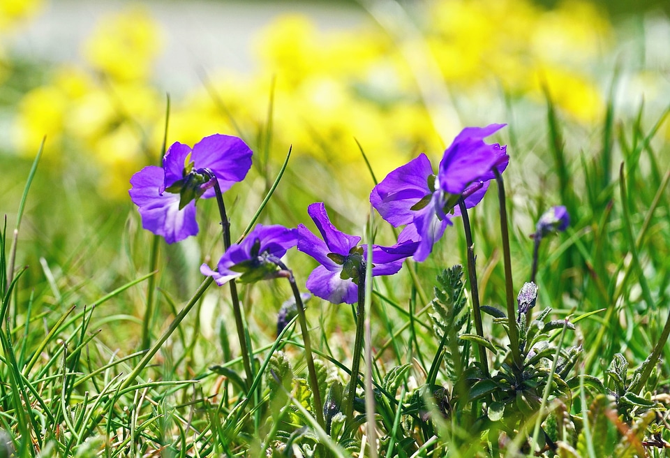 Blossom flora flower