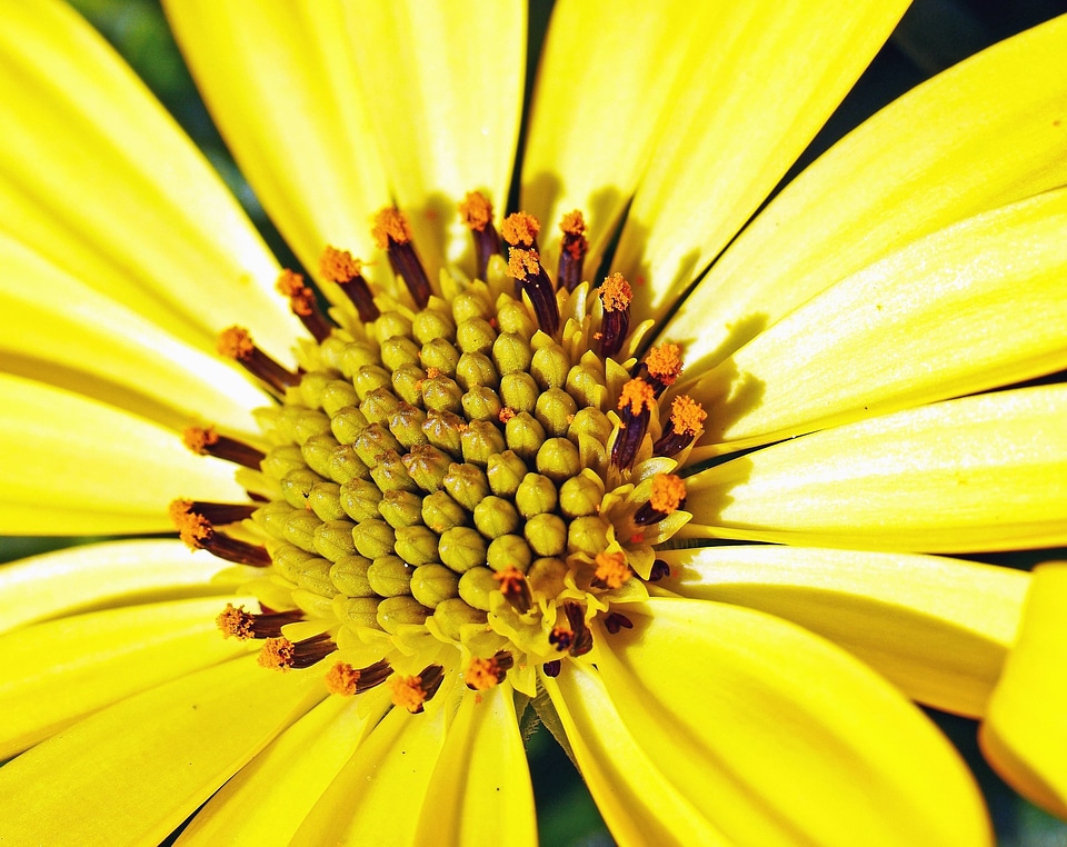 Blooming blossom botany