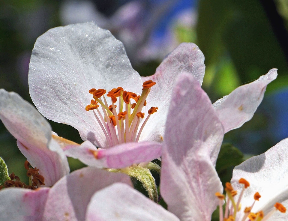 Bloom blossom botany