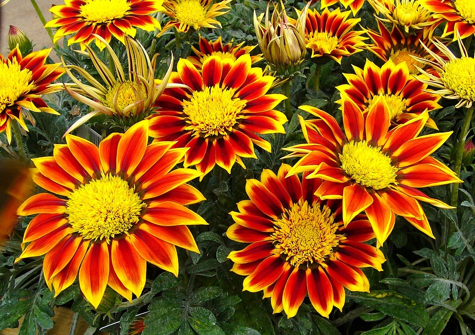 Plants natural blossom