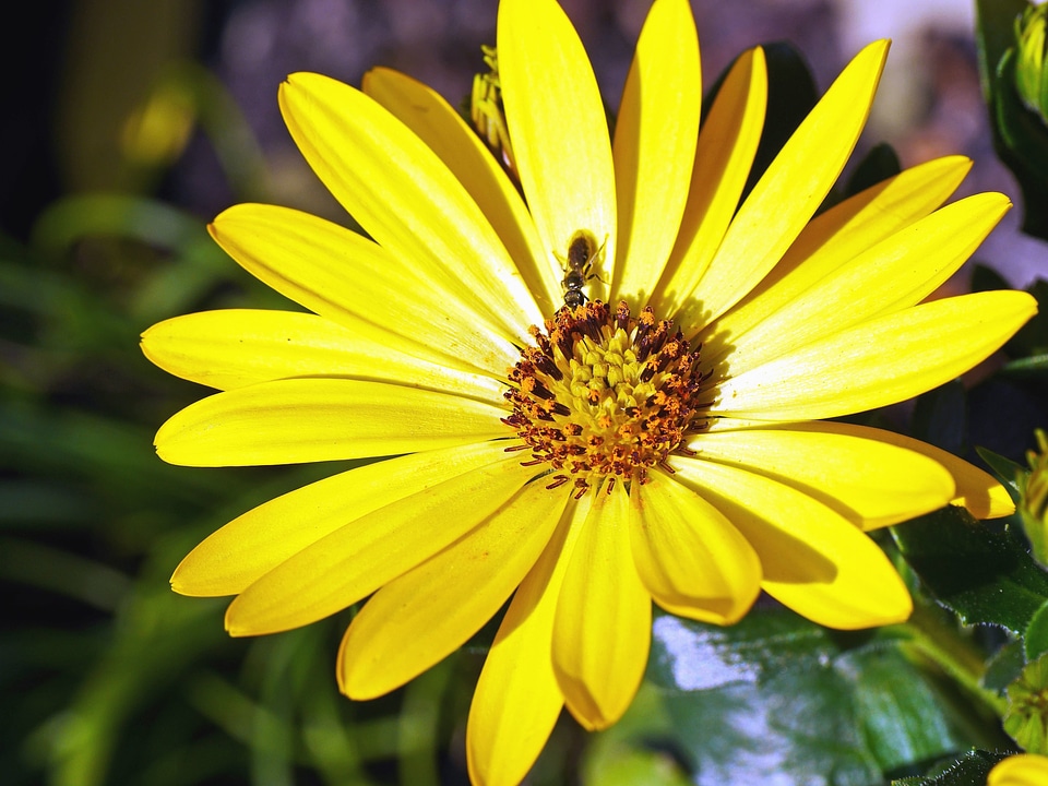 Animal arthropod bee