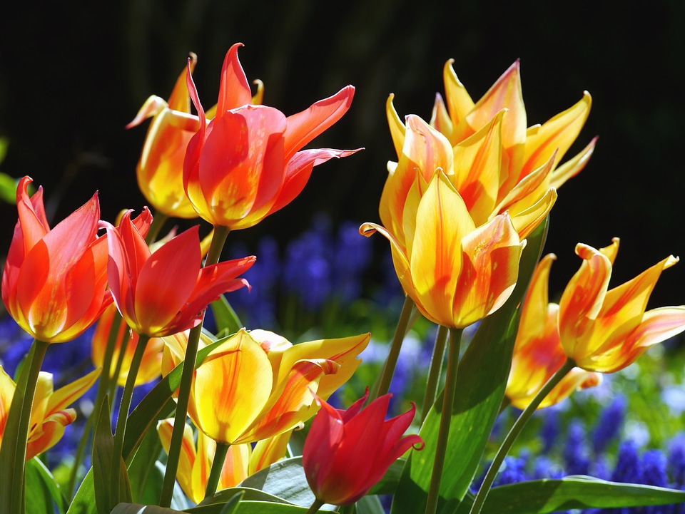 Beautiful Photo blossom colorful