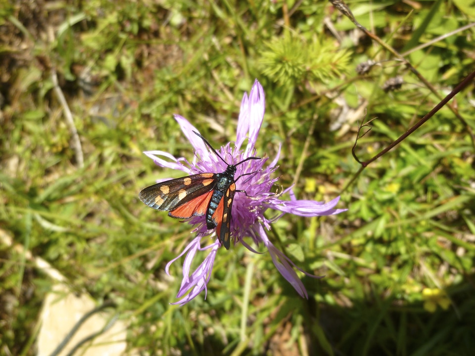 Burnet six moth zygaena filipendulae