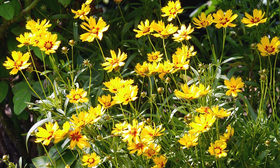 Blossom flora flower photo