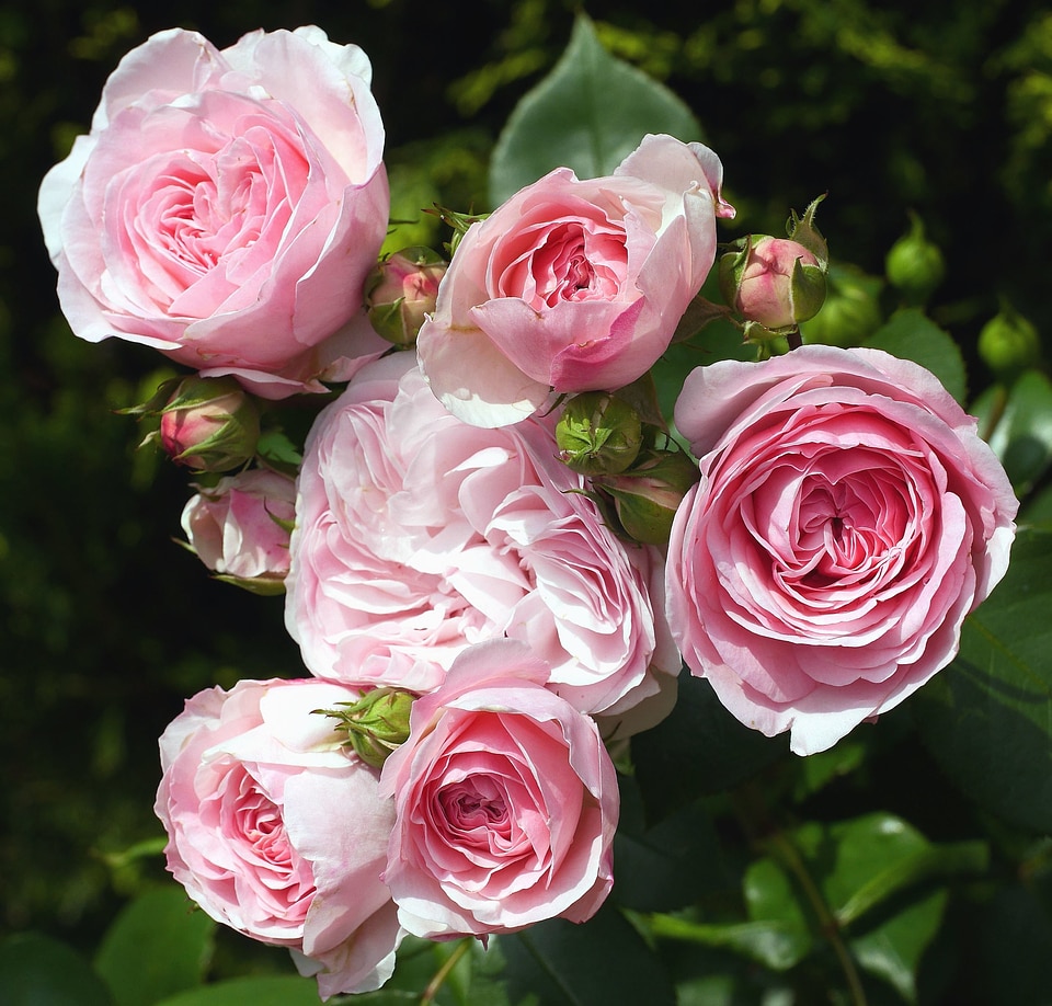 Blossom bouquet flora photo