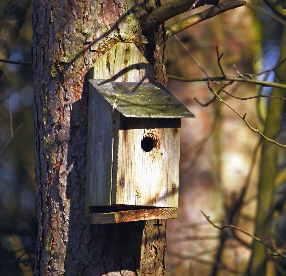 Animal bird branch