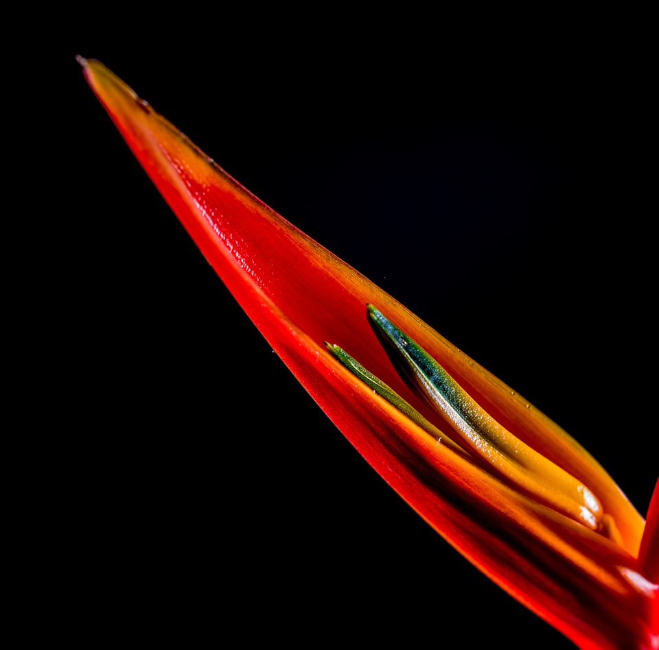 Flower red orange