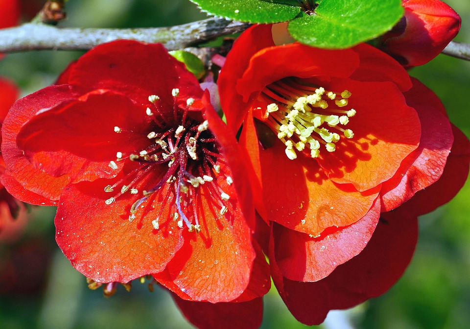 Blossom botany branch