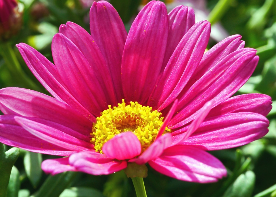 Blossom botany daisy