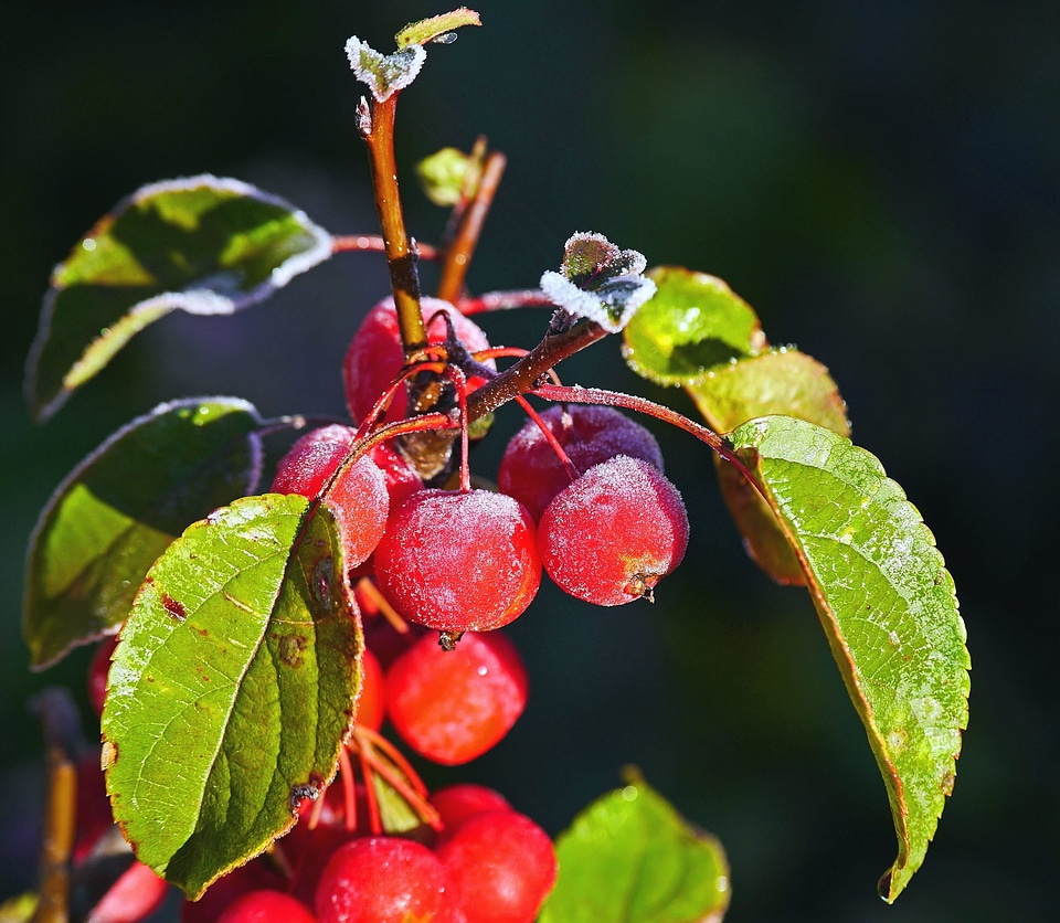 Berry cherry decoration