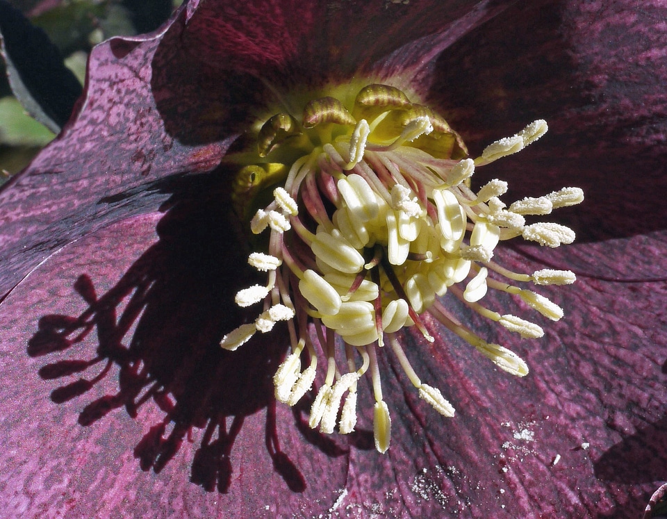 Blossom botany flora