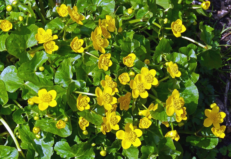 Blossom botany flora