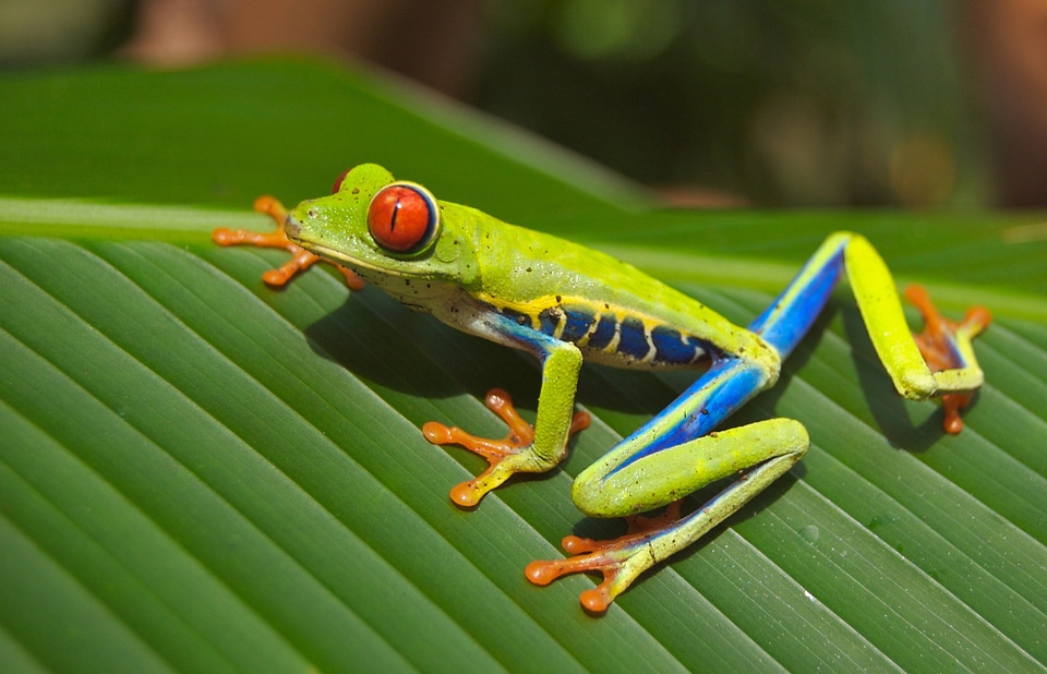 Amphibian nature green