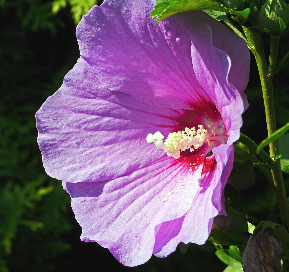 Bloom blossom flora