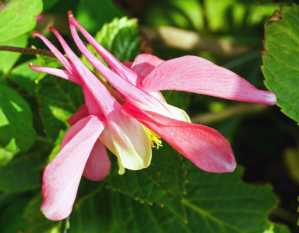 Bloom blossom flora