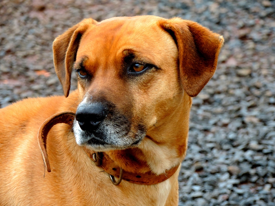 Dog brown pet