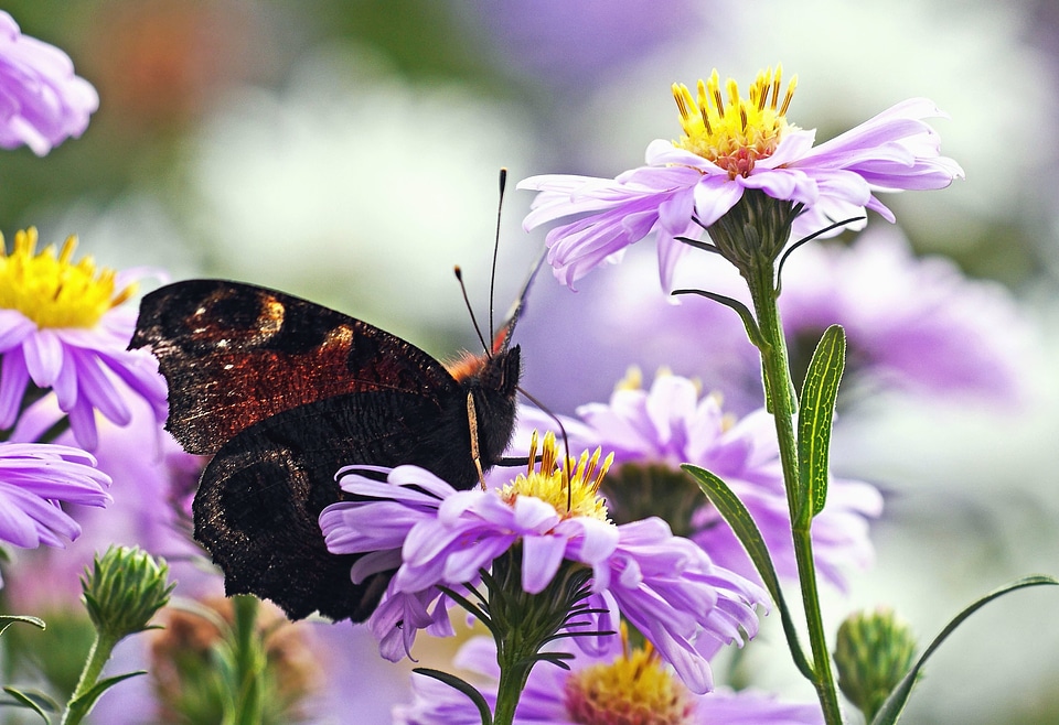 Animal arthropod beautiful photo