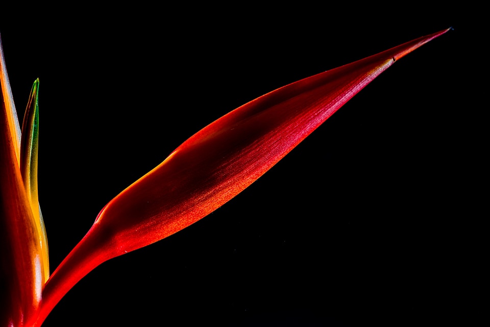 Flower red orange