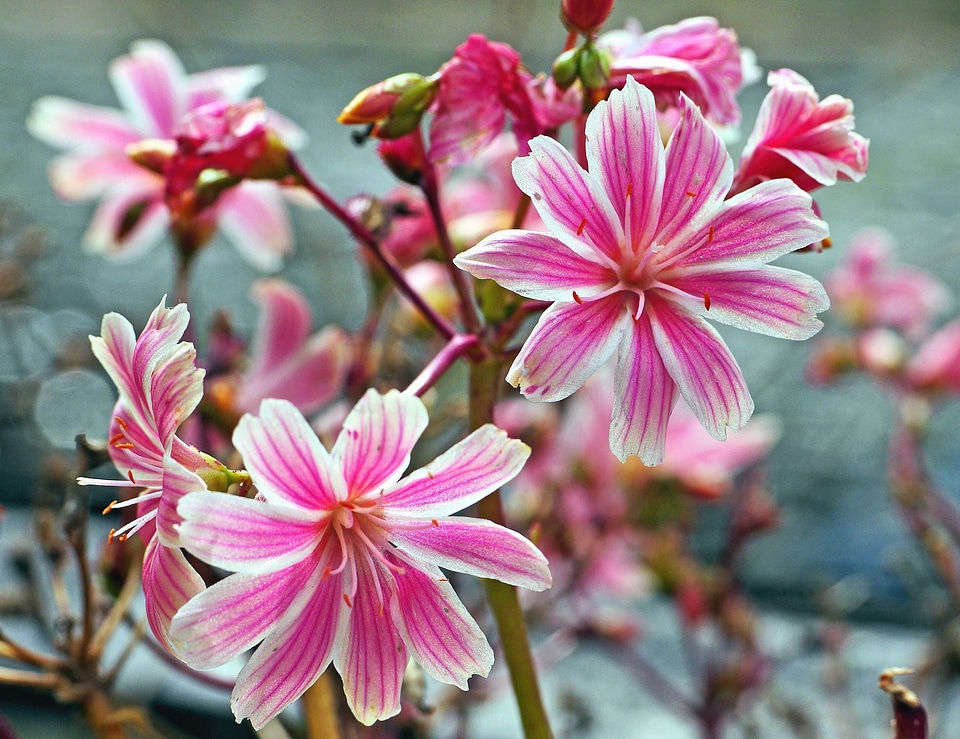 Bloom blossom botany