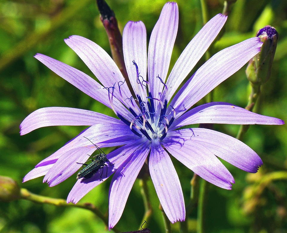Bloom blossom botany