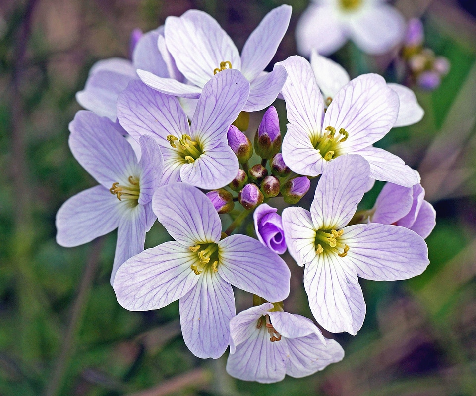 Bloom blossom botany