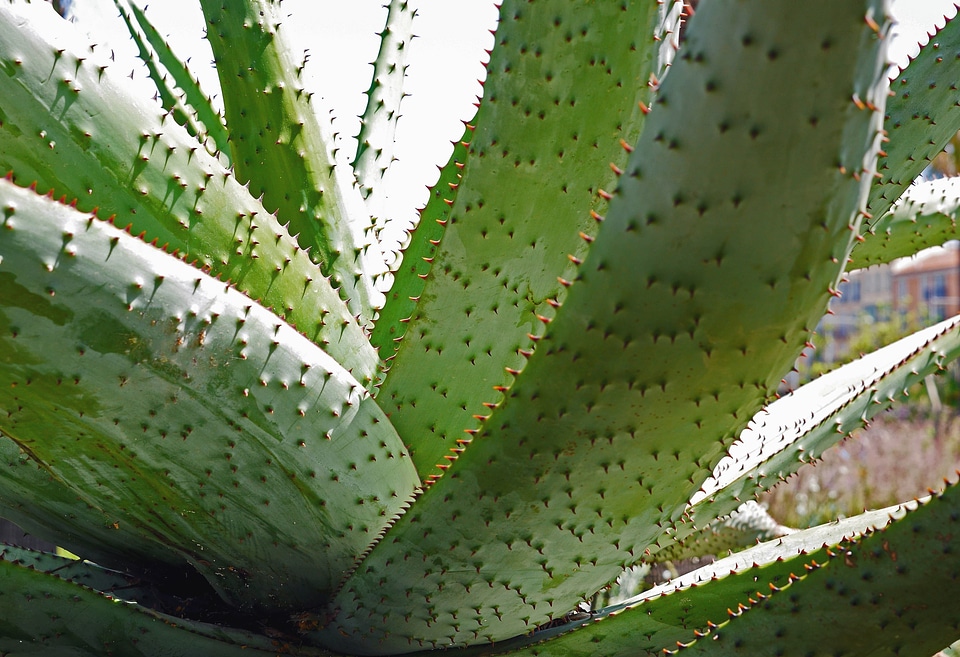 Botany cactus desert plant