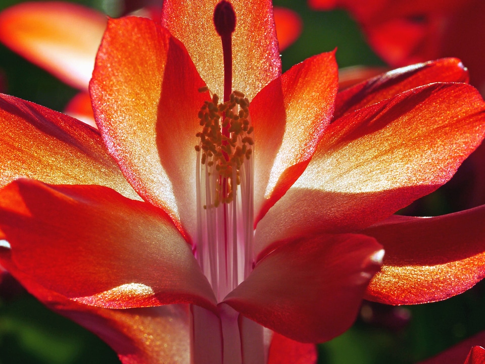 Bloom blossom color