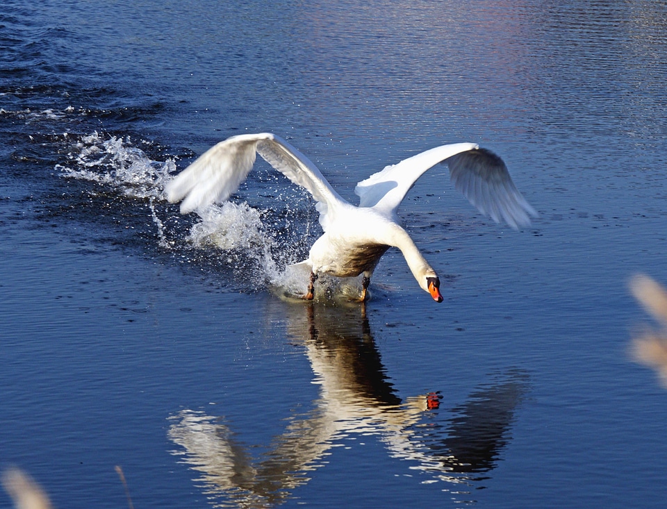 Animal aquatic bird bird